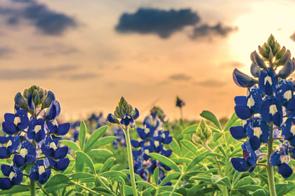 Texas Impact landscape