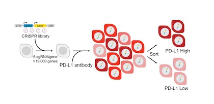 How cancer cells don their invisibility cloaks
