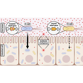 How gut bacteria become ‘persisters’ to avoid antibiotics