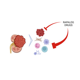 Study reveals unexpected mechanism of drug resistance in kidney cancer