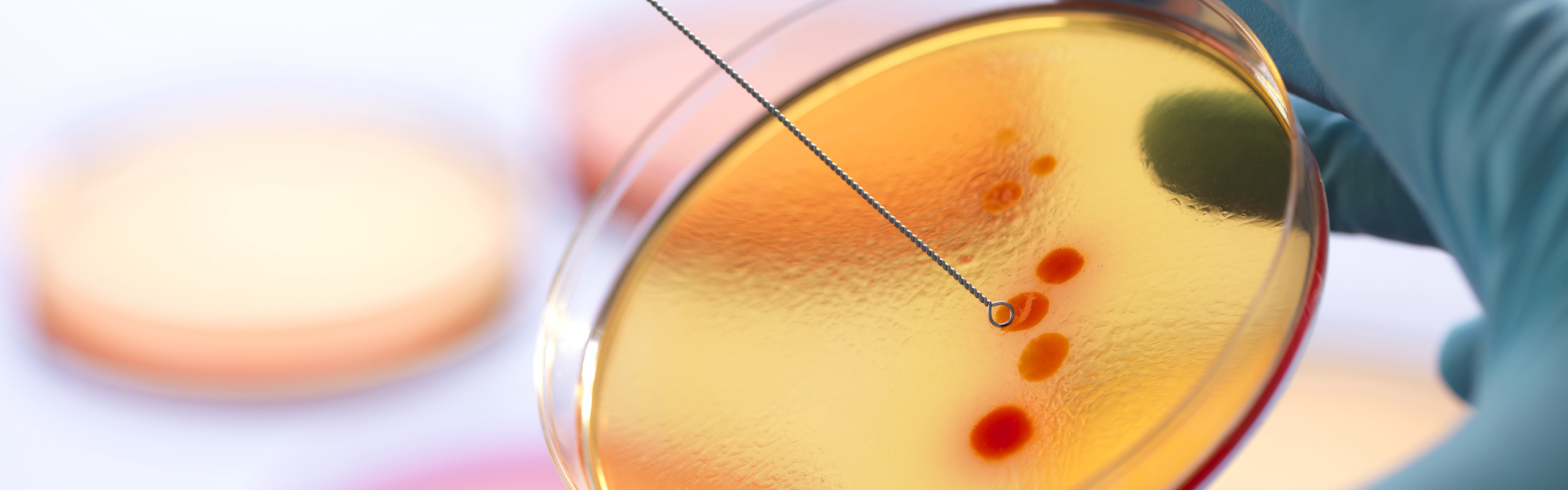 microbiology-banner.jpg