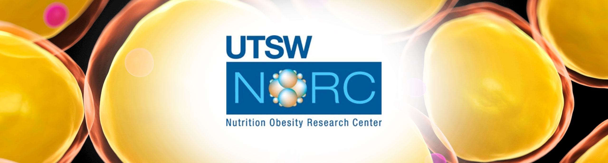 norc-top-banner-desktop-2.jpg