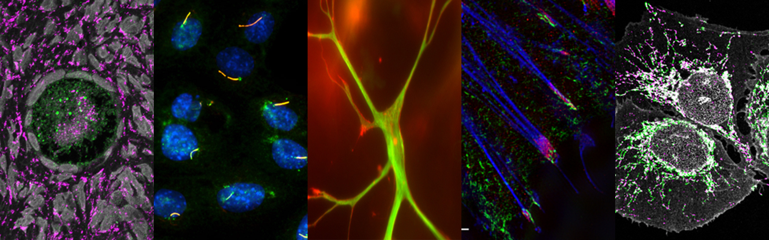 Banner collage showing 5 kinds of cells