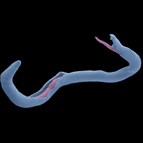 Discovery provides insight into neglected tropical disease