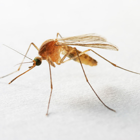 UTSW Research: Mosquito saliva and malaria, brain tumors, and more