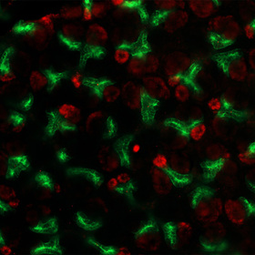 RNA molecular pathway steers stem cells to aid kidney development