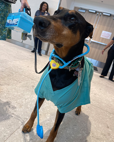 Lynx, Ph.D. dog in scrubs