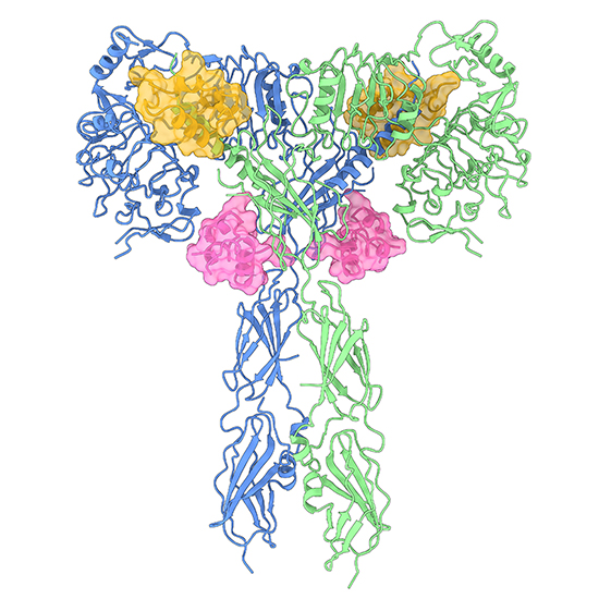 Insulin receptor Colorful strands of string-like materials resembling a bouquet of flowers.