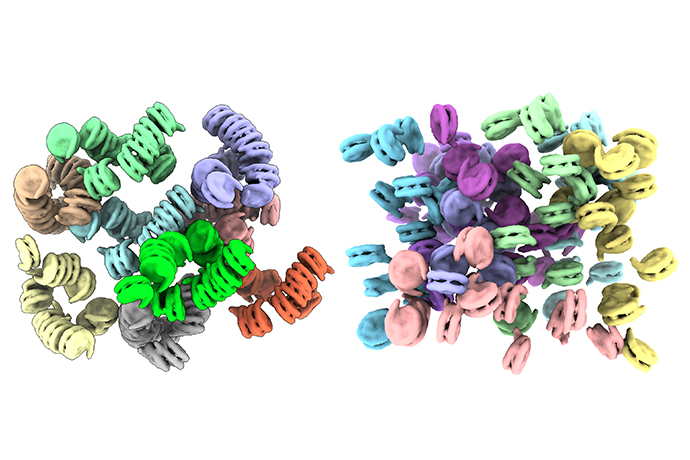 Biomolecular condensates Side-by-side comparison of color biomelecular structures.