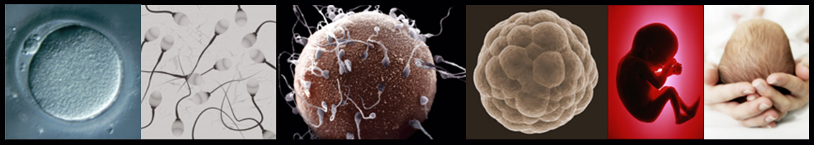 A panel of 6 photos depicting egg cells, sperm cells, sperm fertilizing an egg, a blastocyst, a human fetus, and a newborn human baby A panel of 6 photos depicting egg cells, sperm cells, sperm fertilizing an egg, a blastocyst, a human fetus, and a newborn human baby