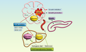 metabolic