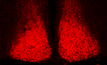 Takahashi Lab