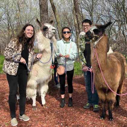 People with Llamas Three people outdoors handling two llamas