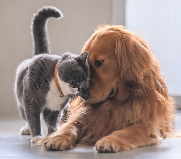 Cat and dog together