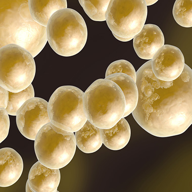 Group of fat cells, 3D