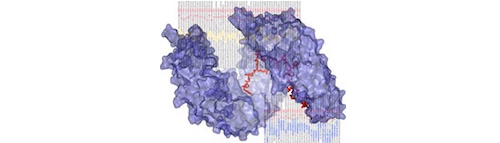 Space-filling diagram of a blue helical molecule with structural framework highlighted as a red line.