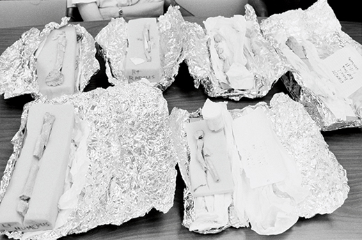 Skeletal remains of Lee Ann Bone fragments lying on foam padding