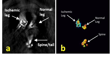 MSOT observation of vascular response to dynamic oxygen breathing challenge