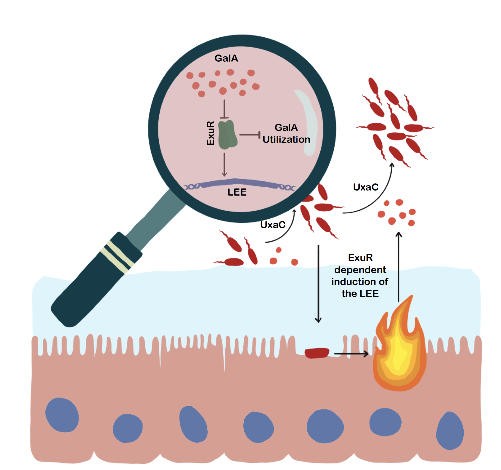 When levels of galacturonic acid (GalA) in the gut are high, pathogenic gram-negative bacteria such as E. coli use that sugar acid as a nutrient. When levels of GalA become depleted, a bacterial signaling pathway is activated, increasing the pathogen’s ability to set off inflammation in the colon. When levels of galacturonic acid (GalA) in the gut are high, pathogenic gram-negative bacteria such as E. coli use that sugar acid as a nutrient. When levels of GalA become depleted, a bacterial signaling pathway is activated, increasing the pathogen’s ability to set off inflammation in the colon.