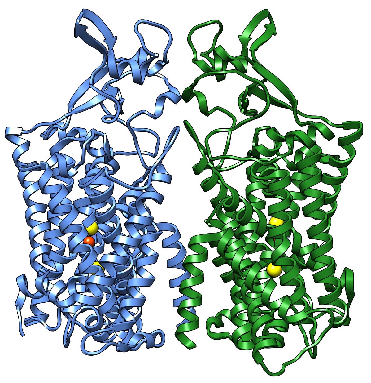 Human KCC1 structure Human KCC1 structure