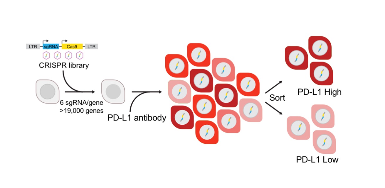 CRISPR screen overview