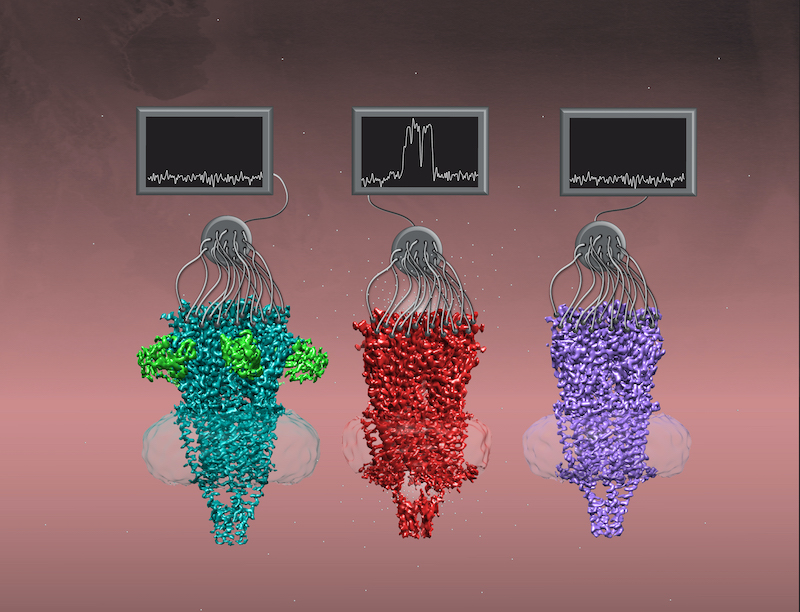 α7 a chaperone protein