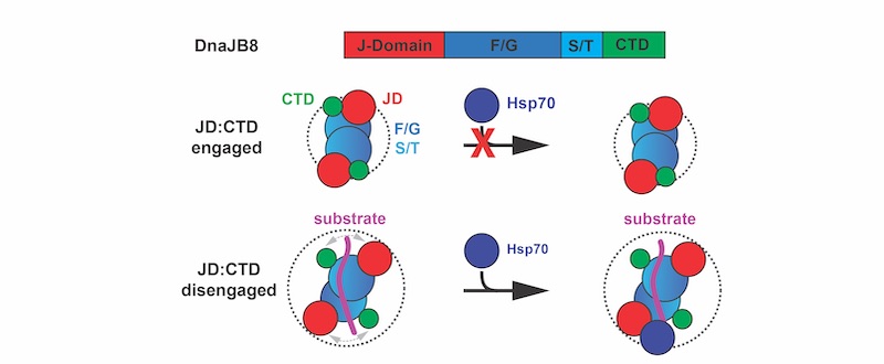 DnaJB8 chaperone