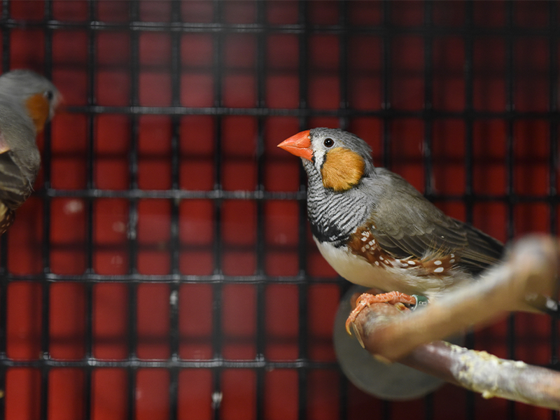 Studies involving the zebra finch, a songbird, are helping researchers learn how the brain memorizes and learns songs. songbird