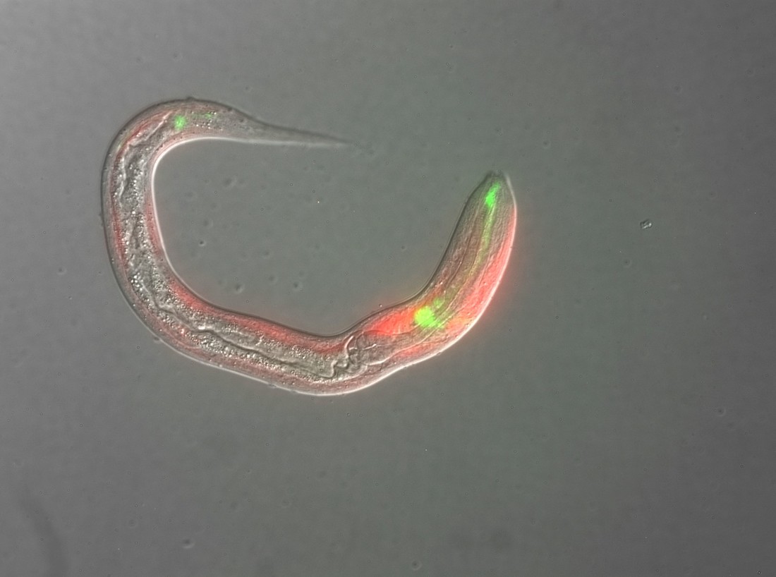 Micrograph of a Strongyloides stercoralis parasite larva that expresses fluorescent markers showing the worm's cytoskeleton (red) and sensory neurons in the head and tail (green). Photo of Micrograph of a Strongyloides stercoralis parasite larva that expresses fluorescent markers showing the worm's cytoskeleton (red) and sensory neurons in the head and tail (green).