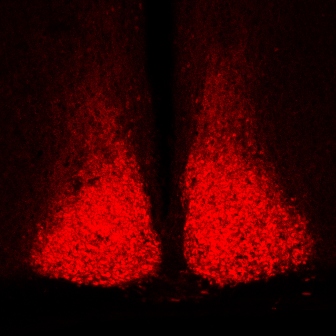 Microscopic image of the mouse suprachiasmatic nucleus, the brain region responsible for controlling circadian rhythms. Microscopic image of the mouse suprachiasmatic nucleus, the brain region responsible for controlling circadian rhythms.