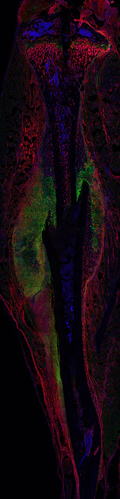 Mouse tibia