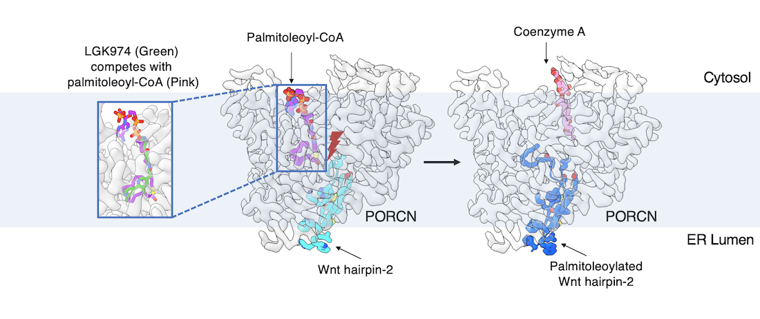 Cryo-EM