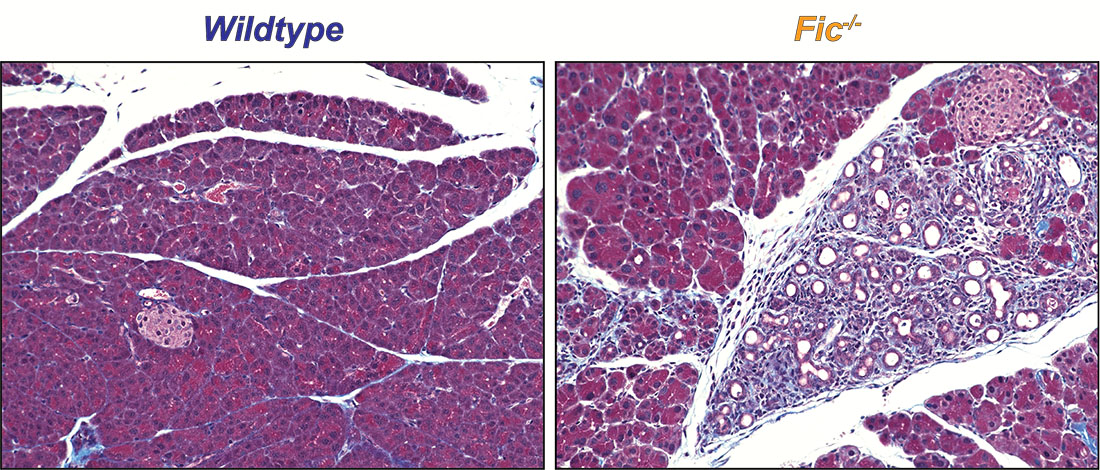 Cellular response comparison