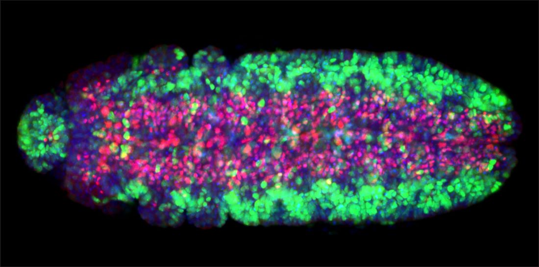 Irradiated Drosophila Embryo
