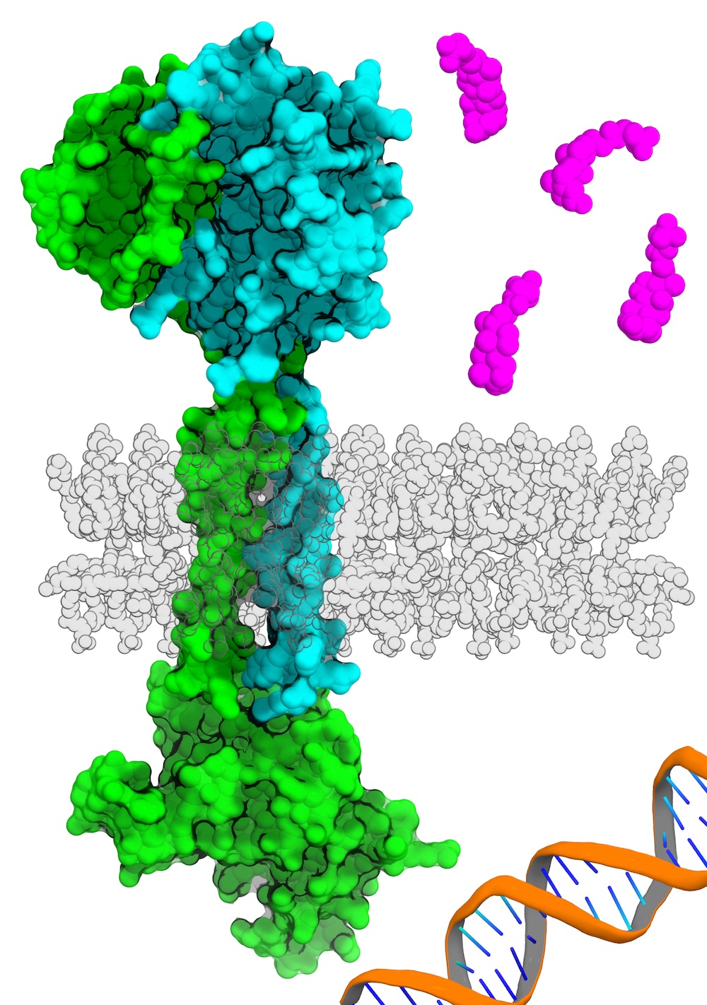 Membrane signaling system