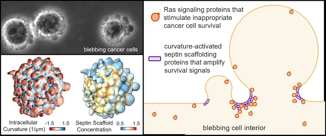 Viewing detached melanoma cells through a light microscope (left, above) reveals cells covered in blebs: small blister-like protrusions of the plasma membrane (left, below). 3D surfaces of blebbing melanoma cells made using advanced lightsheet microscopy and computer vision software allow careful analysis of cell shape and the distributions of different proteins. These surfaces are from the same cell, colored to show either plasma membrane curvature or the concentration of septin scaffolding proteins (right). A cartoon diagram illustrates the central mechanism of bleb signaling.