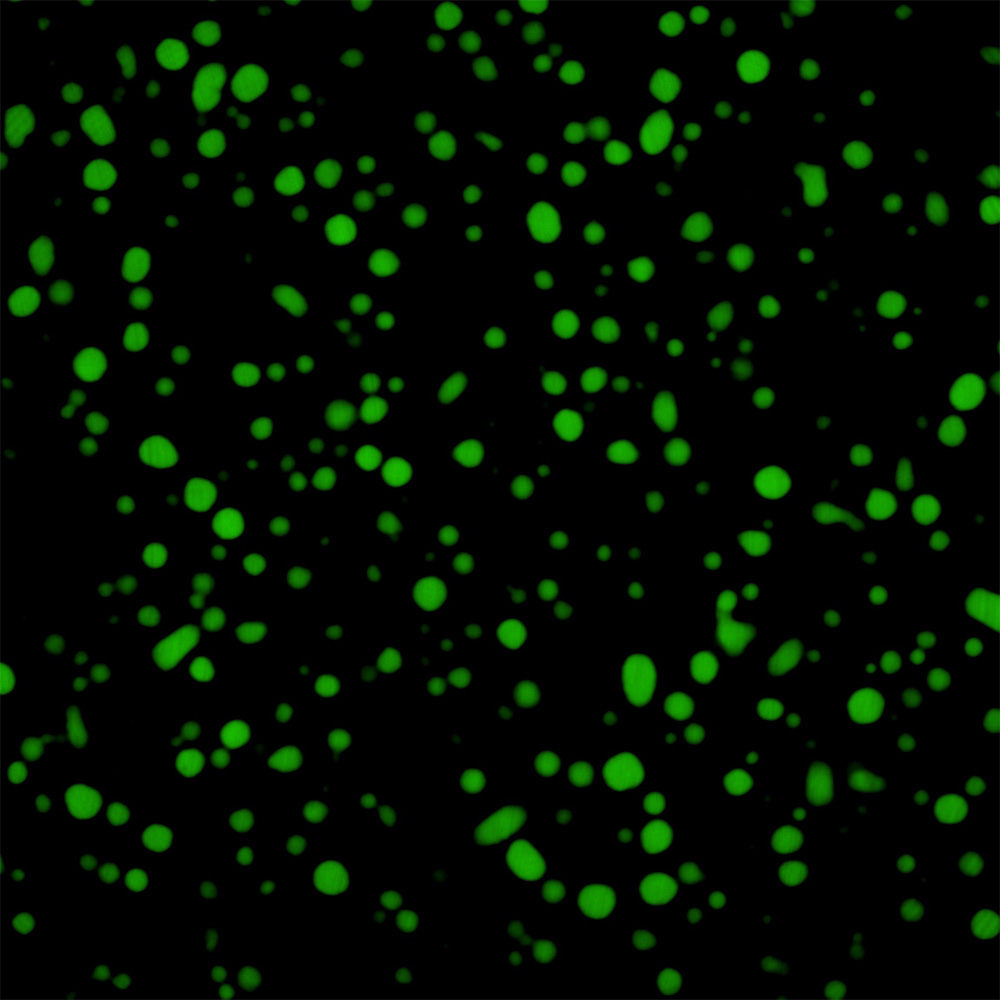 The MED1/IDR protein (green)