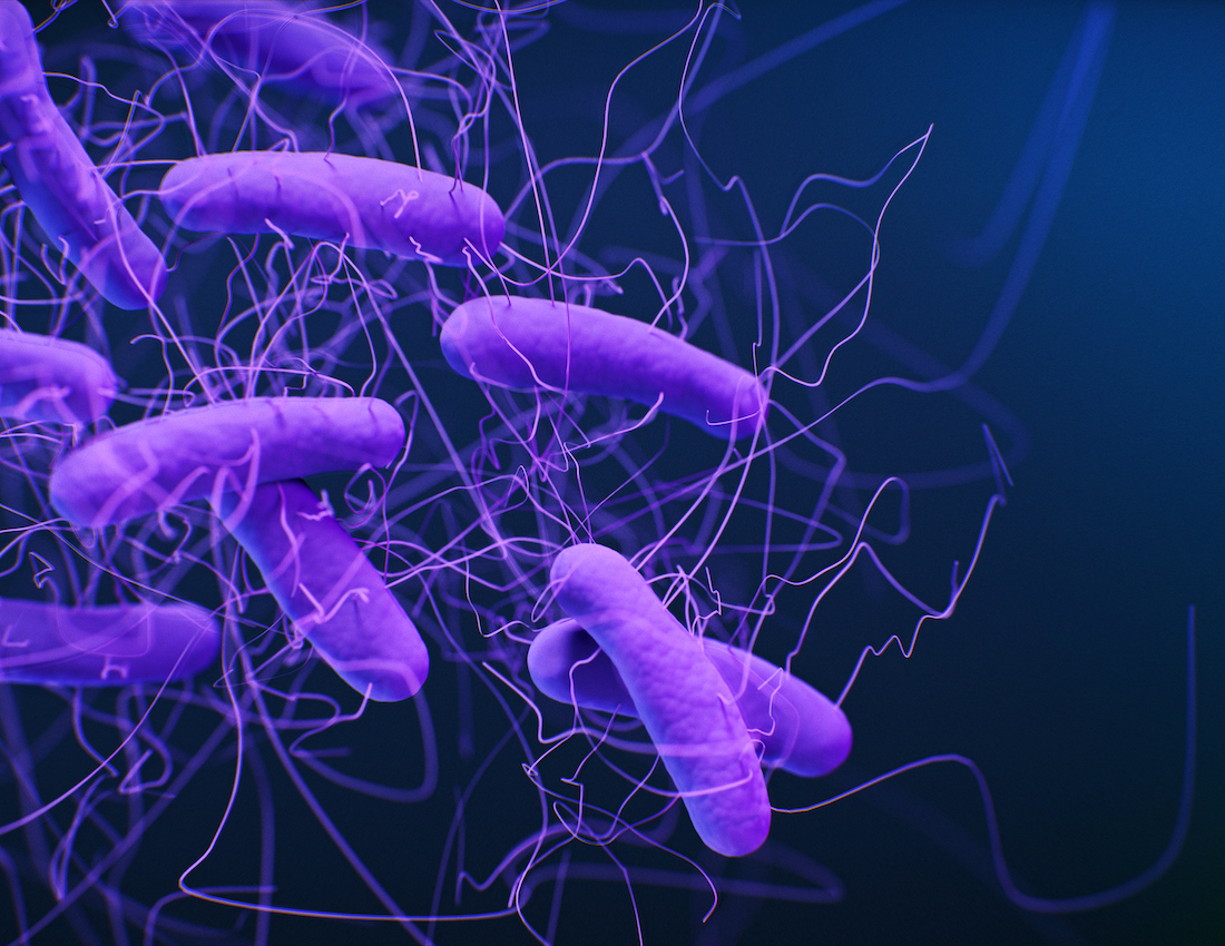 Illustration of the bacteria Clostridioides difficile. These rod shaped bacteria have flagella, which are used for motility. Clostridioides difficile (formerly known as Clostridium difficile) are anaerobic bacteria prevalent in soil. In humans, the bacteria can become established in the colon and disrupt the normal gut microbiota, particularly in people taking antibiotics. Toxins released by Clostridioides difficile can produce diarrhoea and inflammation.