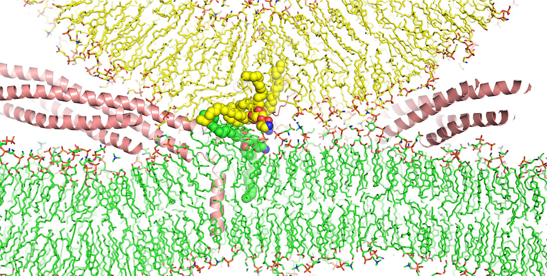 The image shows how SNARE proteins