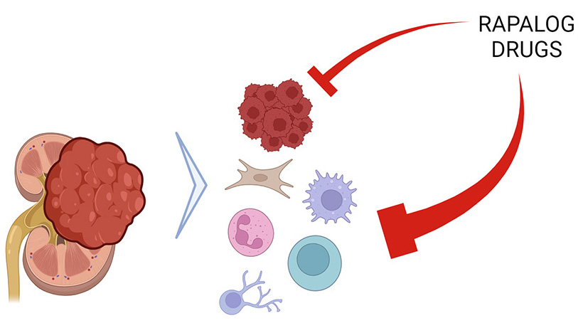 tumor microenvironment (TME)