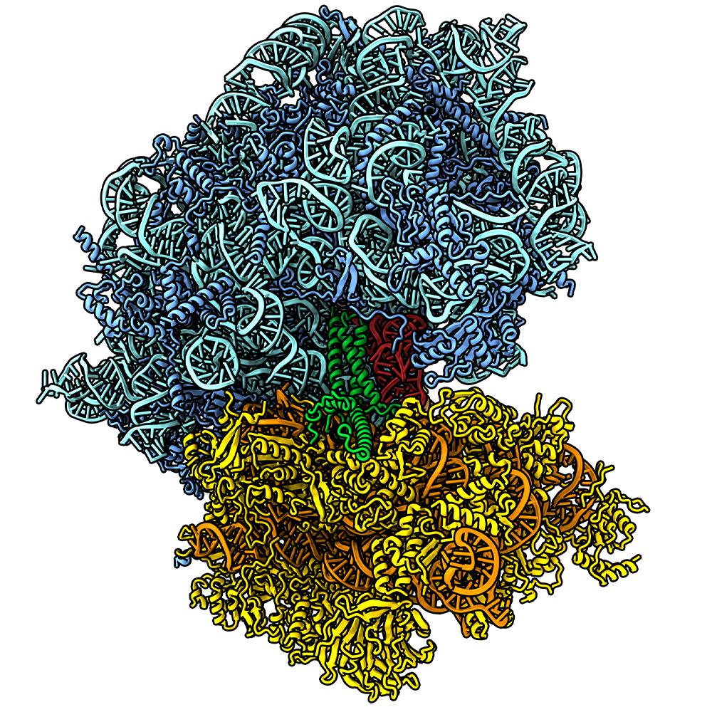The image shows the molecular structure of a ribosome