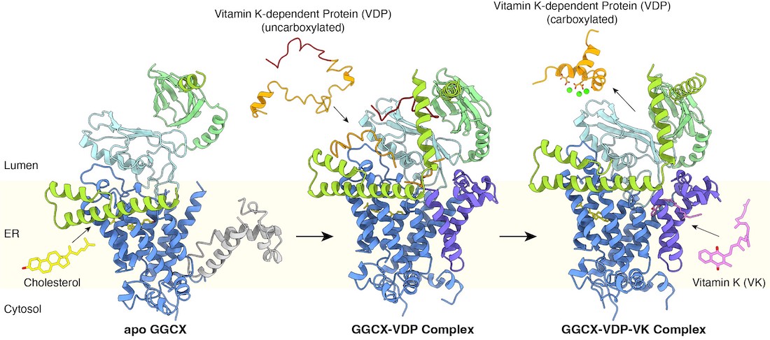 Illustration shows the process of the gamma-glutamyl carboxylase (GGCX) enzyme using vitamin K