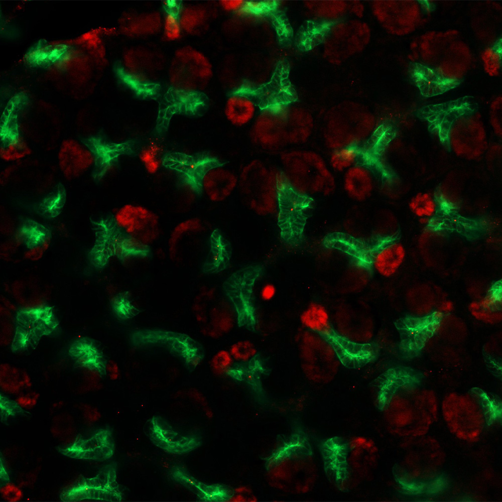 Immunofluorescent microscopy image