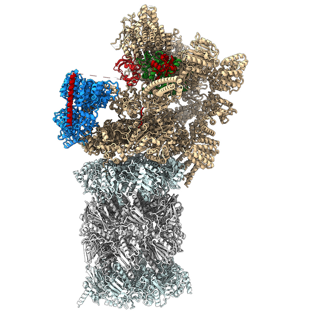 The structure of a 26S proteasome