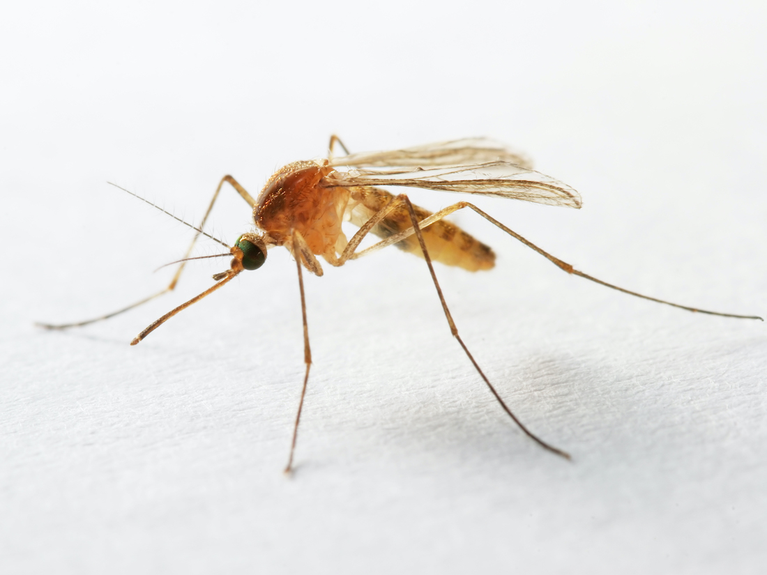 Close-up of a yellow-fever mosquito biting human skin, it's a culicidae vector of malaria, yellow fever, chikungunya, dengue and zika virus in Brazil, known locally as mosquito da dengue.