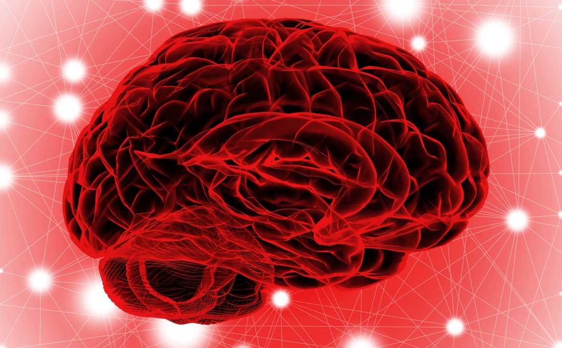Human brain, illustration.