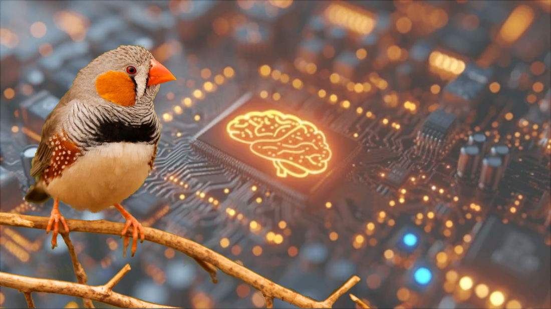 By stimulating neurons that deliver inputs to the HVC