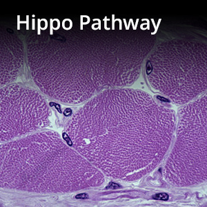 Hippo Pathway