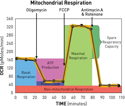 Example of one of our services we offer to our NORC investigators on a Seahorse instrument Mitochondrial Respiratory Profile. Oxygen-consumption in live-cells in response to basal conditions (glucose and pyruvate), oligomycin (ATP synthase inhibitor), FCCP (chemical uncoupler), and antimycin-A (complex III inhibitor). graph showing OCR by time of Mitochondrial Respiration