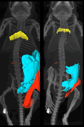 CT scan of WT and adipocyte-specific Paqr4 overexpressing mice. ROI of gWAT (blue), sWAT (red) and BAT (yellow) were highlighted, and the fat pad volume was measured PAQR4 overexpression leads to a dramatic reduction in fat mass. ct scan of two mice side by side comparison